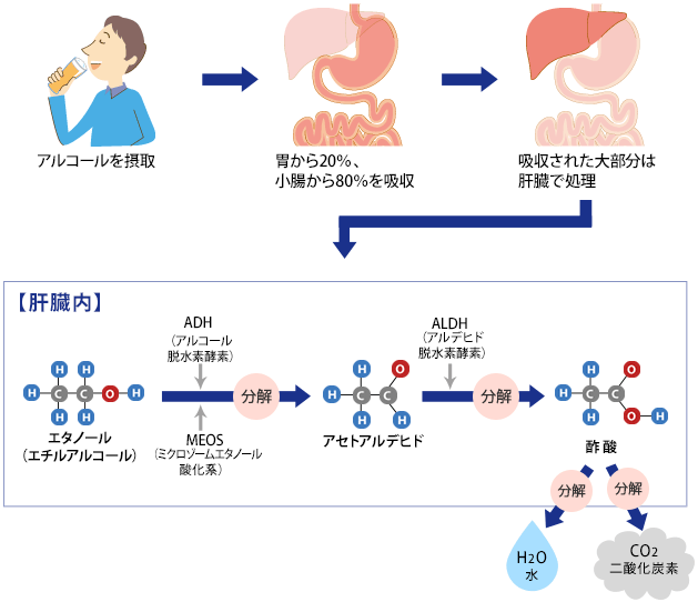 体内でのアルコールの変化の図